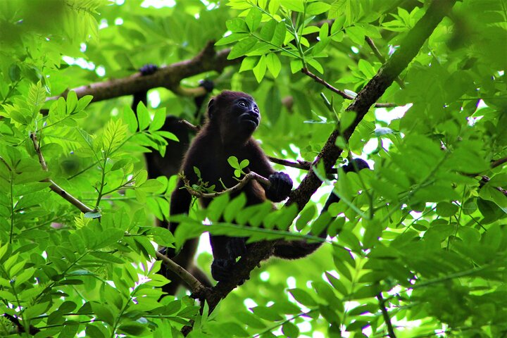 Palo Verde National Park - one day tour in safari wildlife- tour cultural - Photo 1 of 2